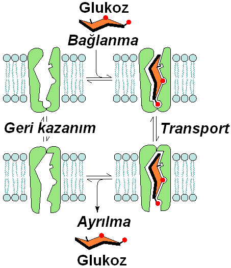 Bölüm 13: HÜCRE ZARI ve ZARDAN MADDE TAŞINMASI bir akuaporin saniyede bir milyarın üzerinde su molekülü taşıyabilr ki, normal difüzyonla böyle bir oranda su taınması mimkün değildir. E.