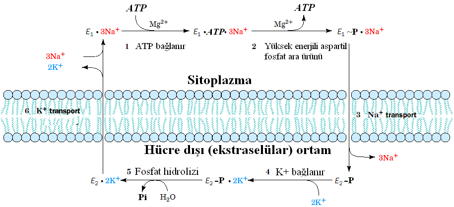 Biyokimya I/ Hikmet Geçkil 3. Bu yüksek enerjili ara ürün düşük enerjili konformasyona (E1-P 3Na+) dönüşür va bağlamış olduğu sodyumu hücre dışına salar. 4.