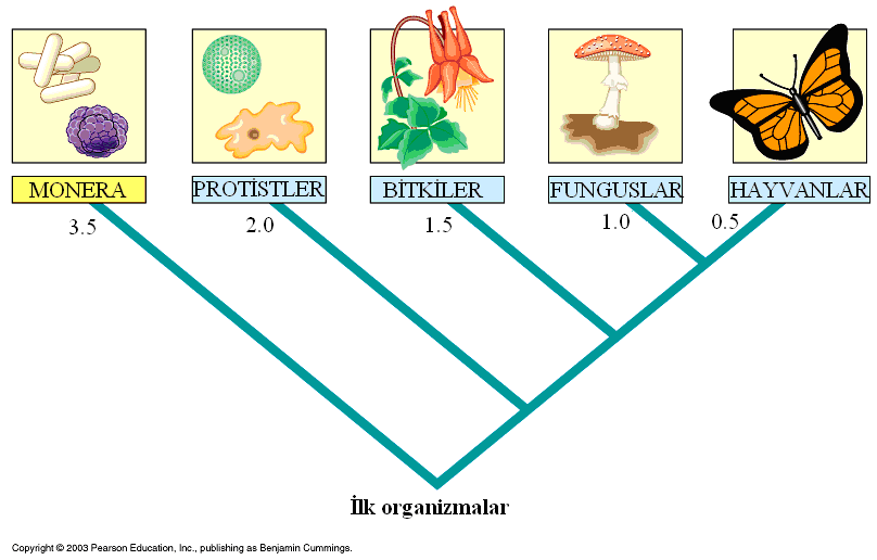 Bölüm 2: HÜCRE 2 HÜCRE 2.1 En küçük canlı: Hücre Zarla çevrili bir yapı olan hücre, genetik bilgi ve diğer elemanları (ör. protein, DNA, lipid, vd.) içerir.