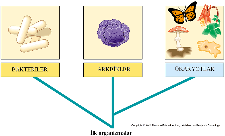 Biyokimya I/ Hikmet Geçkil Şekil: Canlıların 3 ana grup içinde (İng. domain) sınıflaması. Hücre; tüm doku, organ ve organ sistemlerinde, yaşamın (ve hastalıkların) yapısal ve fonksiyonel birimidir.