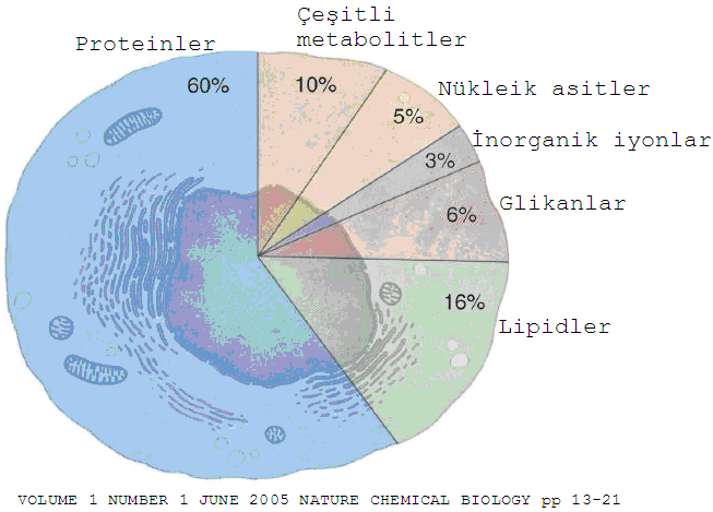 Biyokimya I/ Hikmet Geçkil Bu tür canlılarda, prokaryotları tersine, genetik materyal yani DNA (kromozom) bir membranla çevrili durumdadır.