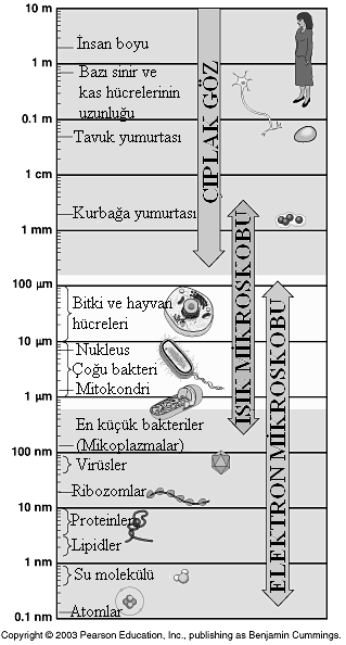 5 milyar yıl önce ortaya çıkmıştır.