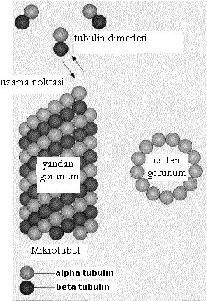 Biyokimya I/ Hikmet Geçkil Şekil: Sitoplazmik iskelet. (a) Mikrofilamentler sitoplazmik iskelet komponentlerin en incesidir (5 7 nm kalınlığında). Genellikle aktin filamentlerinden oluşmuşlardır.