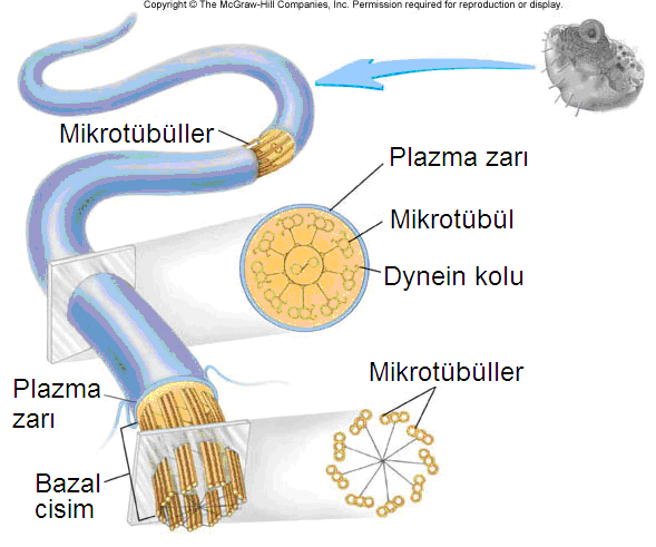 Biyokimya I/ Hikmet Geçkil Flagellum bir sile çok benzer. Ancak, silden çok uzundur ve bir hücrede 1 ya da 2 tane bulunur. İnsanda ve diğer memelilerde flagellum, yalnızca 50 55 µm uzunluğunda ve 0.