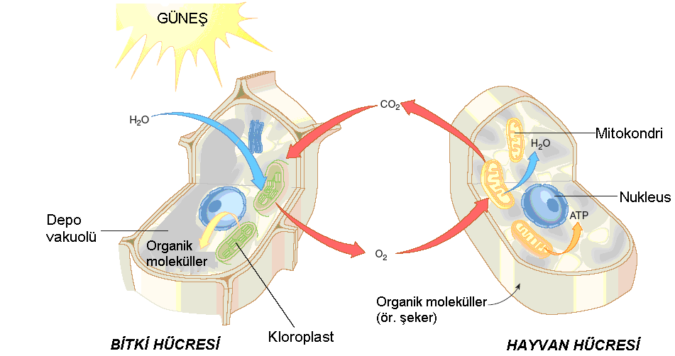 Bölüm 2: HÜCRE 2.3.9 Kloroplast Mitokondriye benzer yapılardır. İki membranla kaplı durumdadırlar. Mitokondriden daha büyüktürler ve iç membranlar daha komplekstir.
