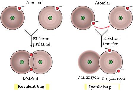 Biyokimya I/ Hikmet Geçkil yapıya bağlanan tüm atom veya moleküller (H, R 1, and R 2) aynı düzlem üzerinde fiske olmuşlardır. Halkasal sistemler de geometrik izomerizm gösterirler.