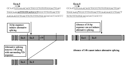 (Rousseau ve ark., 2003). HLA-G mrna sının ve proteininin seviyesinin düşük olması fonksiyon görmesini etkileyecektir. Şekil 2.5.