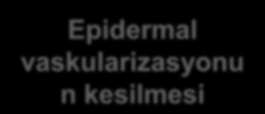 n kan sızıntısı Kemik reabsorbsiyon u ULUDAĞ ÜNİVERSİTESİ VETERİNER FAKÜLTESİ Mikrosirkülasyon