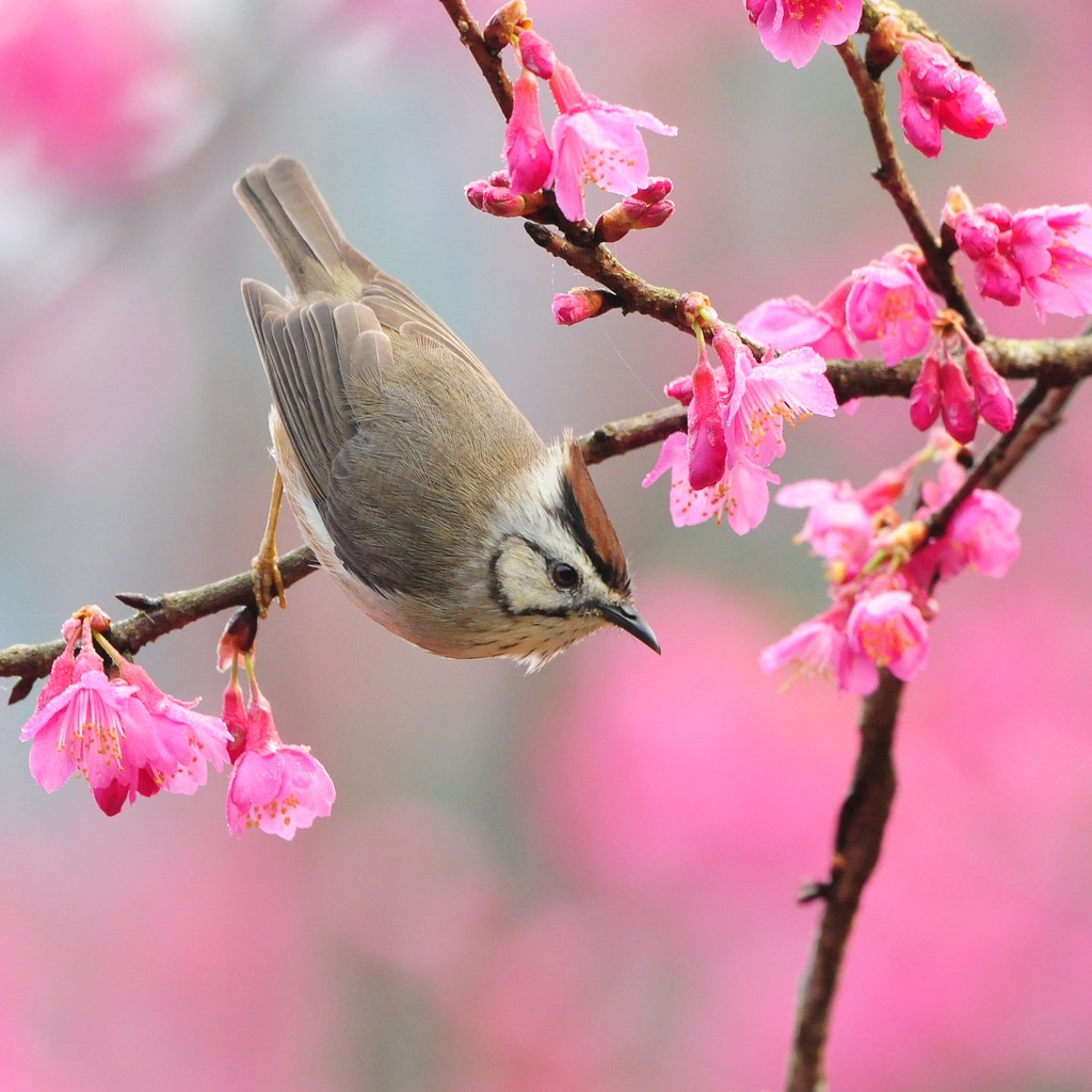 Öyle Bir Gelir Bahar ki..! 8 When The Spring Comes.