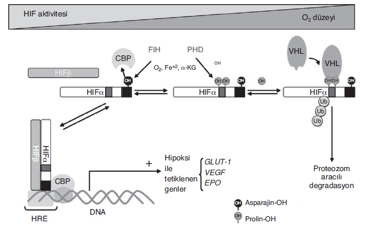 Şekil 1.4. HIF-1 in oksijen-bağımlı regülasyonu.