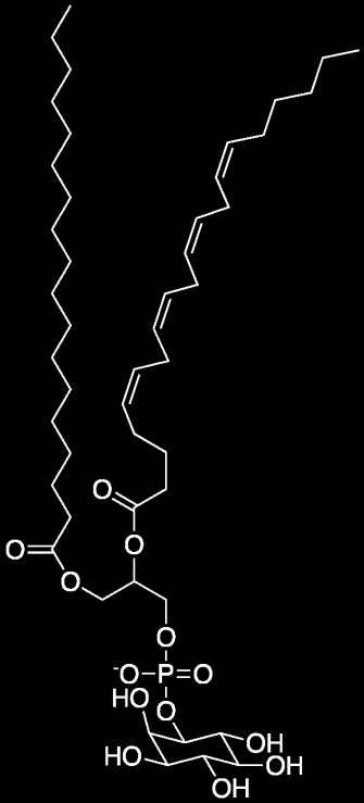 yapan 4,5-bifosfat(PIP2) türevidir. Aktif fosfolipazın PIP2 ile etkileşmesi sonucu PIP2 1,2-diaçilgliserol ve inozitol 1,4,5-trifosfata(IP3) hidrolize edilir.