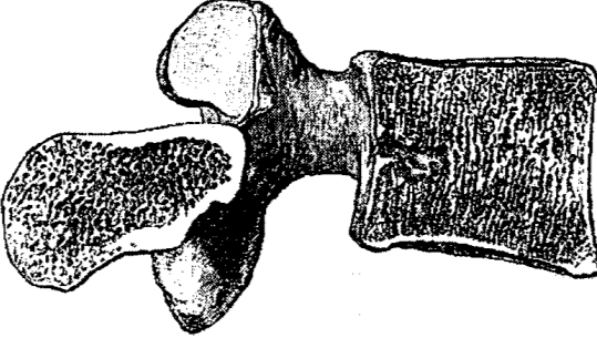 Birinci vertebra dışında, bütün vertebraların iki temel parçası vardır. Bunlardan biri omurun cismi (corpus vertebrae), ikincisi kavsidir (arcus vertebralis/nöral arkus).