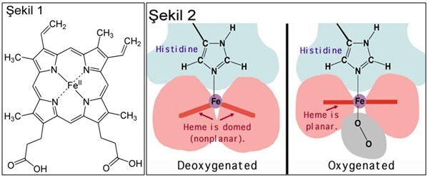 a) Solunum, Hemoglobin, Demir ve Oksijen Hemoglobin, balık ailesinden olan Channicthyidae dışında tüm omurgalılarda, kırmızı kan hücrelerinde bulunan, oksijenin taşınmasında görevli demir içeren bir