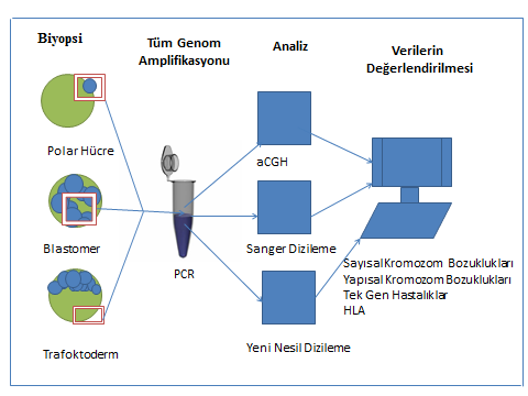 3. Tek Gen Hastalıkları: Moleküler genetik ve biyopsi tekniklerinin gelişmesine paralel olarak PGT yöntemlerinde özellikle tek gen hastalıklarında önemli gelişmeler olmuştur.