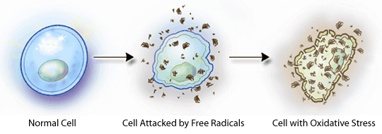 Normal hücre Serbest radikallerin Oksidatif stresli hücre Şekil 2. 4. Oksidatif stresli hücre. 14