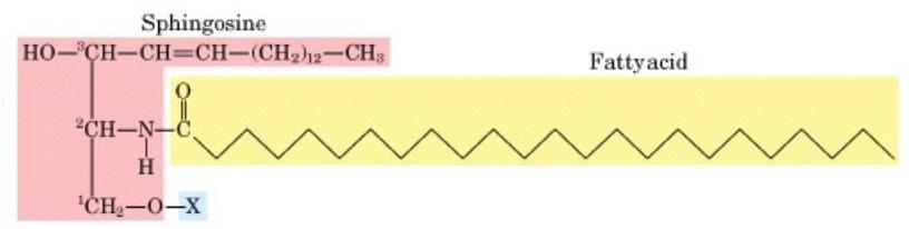 Sfingozin Yağ Asiti 1. Seramidler Seramid; bir amid bağıyla sfingozinin amino grubunun bulunduğu 2. karbona bir yağ asidinin bağlanmasından ibarettir.