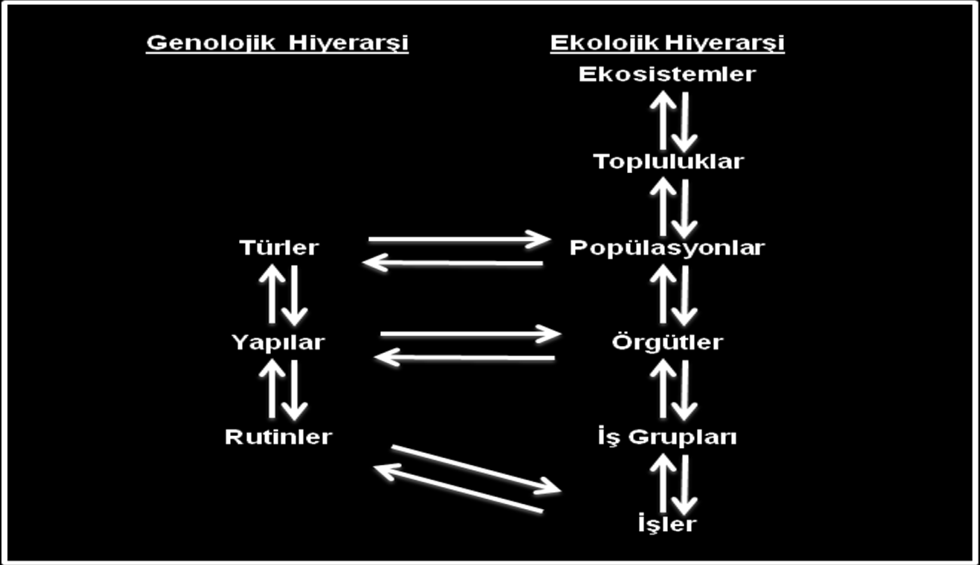 1.6 Popülasyon Ekolojisinde Analiz Düzeyleri Evrimci bakış açısı; örgütleri, daha üst analiz seviyelerindeki diğer sistemlerin içerisine yerleşik sistemler olarak kabul etmektedir (Miner, 1994:77).