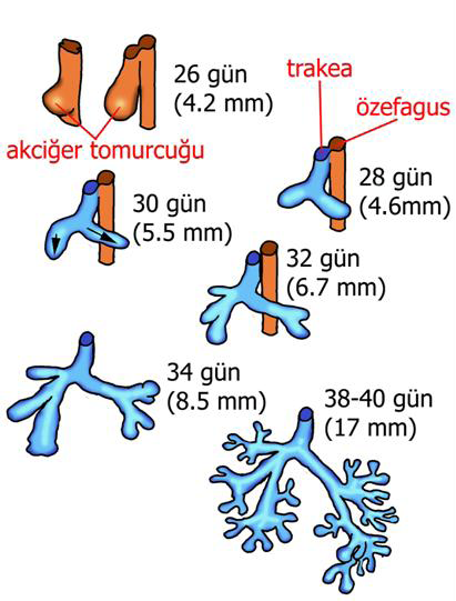 Solunum Sistemi Embriyolojisi Embriyo yaklaşık 4 haftalıkken, solunum sisteminin ilk taslağı ön barsağın (foregut) ventral duvarından bir çıkıntı halinde belirir.