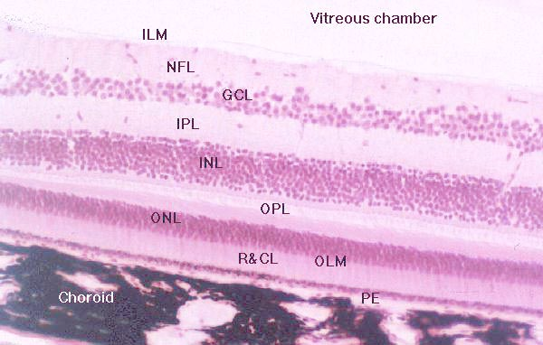 6-Dış pleksiform tabaka 7-Dış nükleer tabaka 8-Dış limitan membran 9-Koni ve basiller 10-Retina pigment epiteli. Resim 1. Retina tabakaları (http://education.vetmed.vt.
