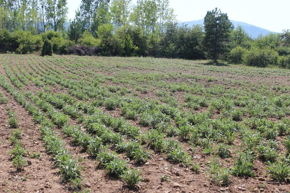 ADAÇAYI (Salvia officinalis) Hekim Sinan