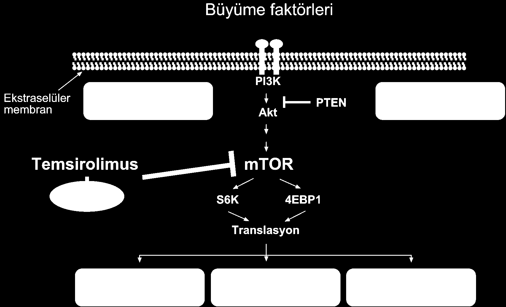 Temsirolimus: