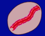 RHK da VHL mutasyonunun sonuçları E2 CUL2 Rbx1 VHL Protein b-domain Elongin B Elongin C Mutant a-domain VHL Complex Disrupted Temsirolimus HIF 1, HIF 2 Accumulation (mtor Regulation) Proteosome