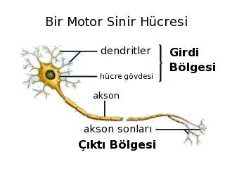 kadar ulaģmasını sağlar. Merkezi sinir sistemi bu sinyalleri alıp yorumladıktan sonra tepki sinyallerini üretir. Bu sinyaller de tepkilerin oluģacağı organlara tepki sinirleri vasıtasıyla iletilir.