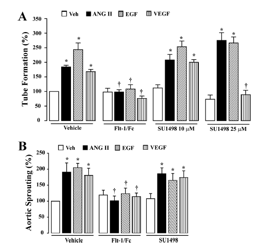 Şekil 7. Anjiyotensin II (ANG II), EGF ve VEGF EA.hy926 (EA) hücrelerinde tüp oluşumunu ve sıçan aort halkalarında kapiler dallanmayı artırmaktadır.