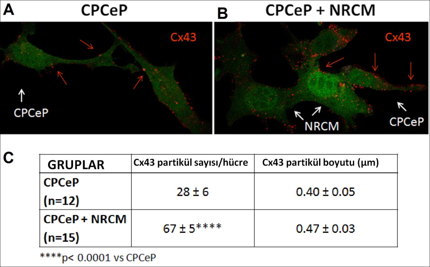Șekil 4. CPCeP tek bașına (A) ve NRCM ile bağlanmıș durumda iken (B) Cx43 ekspresyonunun immünhistokimyasal yöntemle görüntülenmesi.