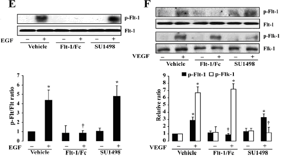 Şekil 9. ANG II ile artan VEGF ekspresyonu Flt-1 veya Flk-1 aracılıklı değildir. (A) EA hücrelerinde, farklı sürelerde (0, 0.17, 0.5, 1.4 ve 16 saat) uygulanmış ANG II'nin VEGF ekspresyonuna etkisi.