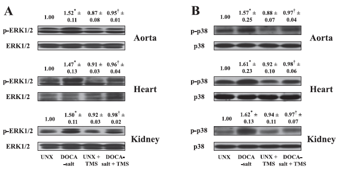 Şekil 7. Sıçan aort, kalp ve böbrek dokularında (A) p-erk1/2 ve (B) pp38 protein ekspresyonları üzerine DOCAtuz ve TMS in etkisi.