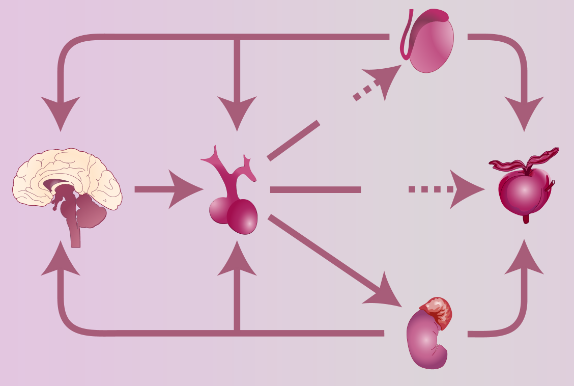 Prostat kanseri androjene bağımlıdır Testosterone Testes