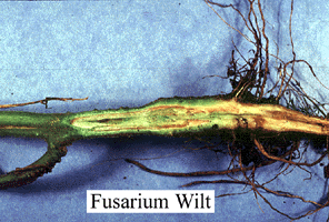 2. Toksinler Fusarium türü fungusların