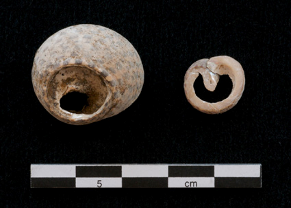 Mollusc Shells at Çatalhöyük: Insights from the 2010 Study Season Çatalhöyük te Deniz Kabukları: Sezonu nun Değerlendirilmesi Shells were exploited at Çatalhöyük in every possible way: The most