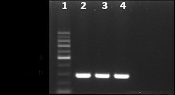 1: DNA marker (Heliosis 100bp), 2: Poxvirus positive control (Penpox vaccine), 3: Sheepopoxvirus Kenya0240 strain, 4: Sheeppoxvirus Bakırköy strain Figure 2.