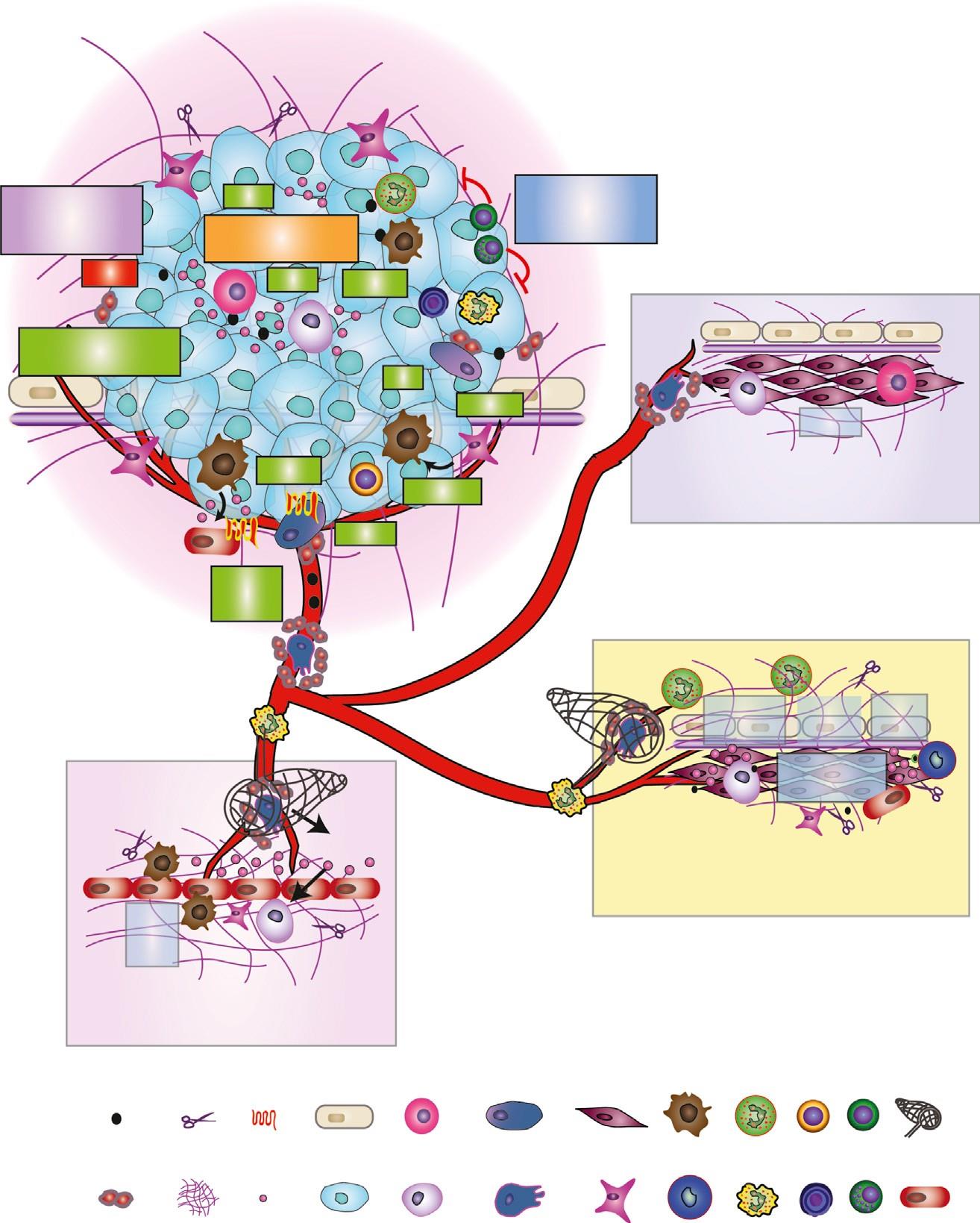 ROS ROS TGF-β Anti-angiogenic factors EGF M-CSF TGF-β TGF-β CXCL12 TNF-α CXCL2 CXCL8