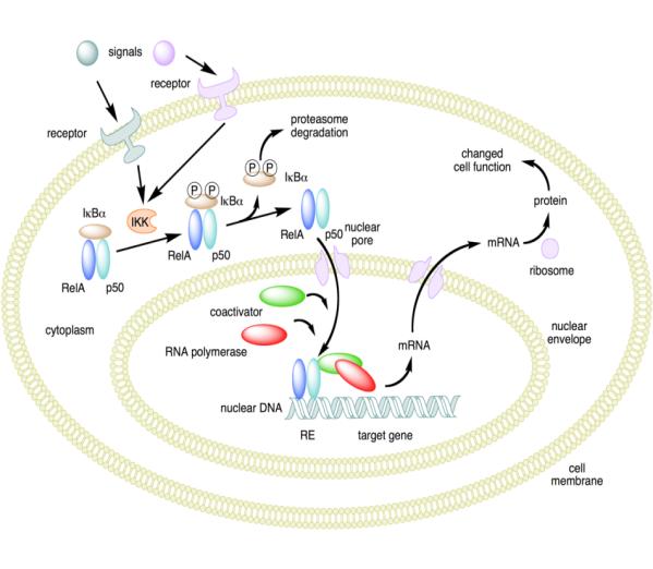 Aday İlaç Molekülleri NFκB ailesine ait C-Rel protenini inhibe eden moleküller (Kancer) > Patent başvurusu yapıldı > Temel patikalardan biri olan NF-kB patikasının kontrolsüz aktivasyonu kansere