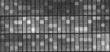 CustomSeq Resequencing Dizinleri