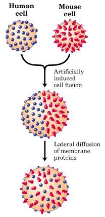 Membran Akışkanlığı Yeni lipidlerin ve yeni proteinlerin lateral olarak difüzyonu (eşit yayılım) Frye ve Edidin nin deneyi