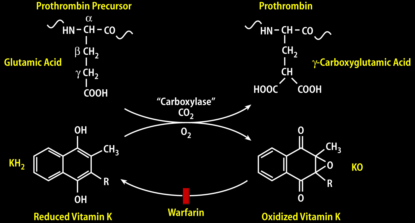 Varfarinin Etki Mekanizması Pre-protrombin Protrombin Glutamik asit γ-karboksiglutamik asit