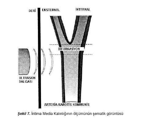 Sağlıklı bireylerde nitrogliserinin brakiyal arteri yaklaşık %20 genişlettiği çeşitli çalışmalarda gösterilmiştir 74.