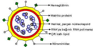 24 81. Đnsan parvovirüsü B-19: Tek sarmal tek DNA, eritroid kök hücreler ve endotelde ürer; küçük çocukta 5.