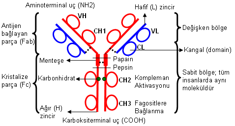 34 113.Antikorların yapısı: 114.