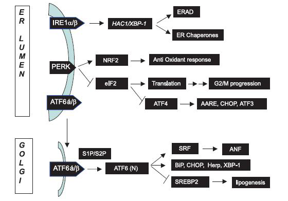 232 de ATF6 yolu (32) ile uyarılır. İlave olarak, CHOP ayrıca PERK yolağında transkripsiyon faktörü ATF4 ün tranlasyonel indüksiyonu ile de uyarılır (45).