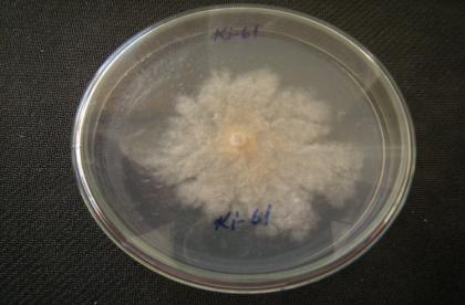 58 Şekil 4.11. Ege Bölgesi nde farklı illerden toplanan Leucostoma spp.