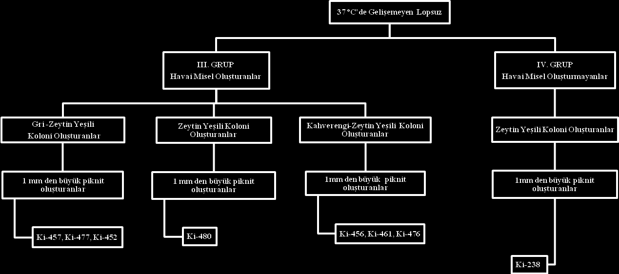 64 64 Şekil 4.16. Kültürel özelliklere göre III. Grup ve IV.