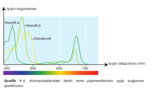 Fotosentezle görünür ışık spektrumu arasındaki ilişkiyi Theodore Engelmann bir deneyle göstermiştir. tekrar aldığı için bu olaya devirli fotofosforilasyon denir. Döngü sırasında ATP sentezlenir.