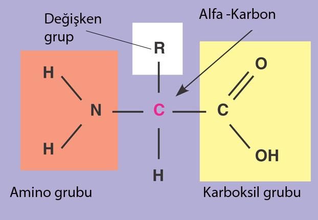 Şekil 3.35 Hücre zarı çift tabakalı yapısı Proteinler Proteinler birçok işlevde kullanılır.