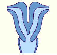 Resim 2.3: Uterus didelfis Uterusun boynuzlu olması (uterus bicornis): İki müller kanalının kısmen birleşmesi nedeniyle meydana gelir. İki kanalın birleşmesinin eksik olduğu bir bozukluktur.