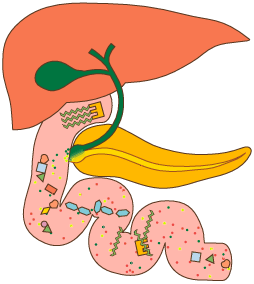 İnsanlarda ve hayvan besleme deneyleri ile yapılan çalışmalarda, digliserit yağın trigliserit yağdan farklı bir şekilde metabolize olduğu; bu nedenle de digliserit yağın, vücuttaki yağ